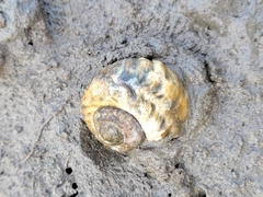Amphibola crenata