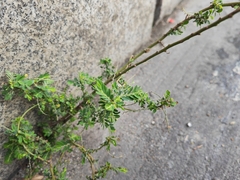 Phyllanthus amarus