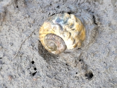 Amphibola crenata