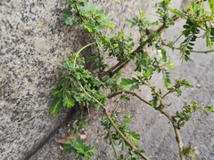 Phyllanthus amarus