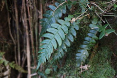 Blechnidium melanopus