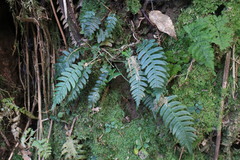 Blechnidium melanopus