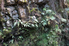 Blechnidium melanopus