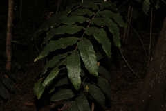 Flindersia schottiana