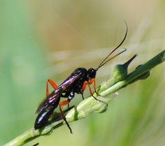 Pimpla rufipes