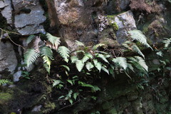 Blechnidium melanopus