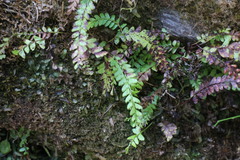 Osmolindsaea odorata