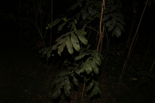 Image of Flindersia schottiana by (c) Greg Tasney, some rights reserved (CC BY-SA)