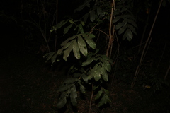 Flindersia schottiana