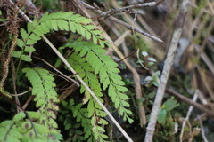 Osmolindsaea odorata