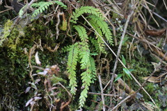 Osmolindsaea odorata