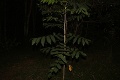 Flindersia schottiana