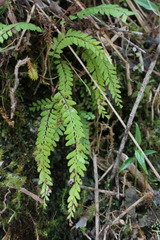 Osmolindsaea odorata