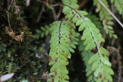 Osmolindsaea odorata