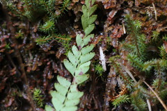 Osmolindsaea odorata