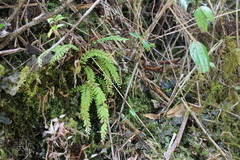 Osmolindsaea odorata