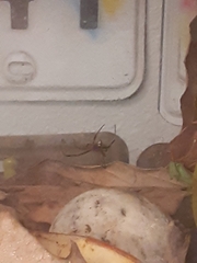 Latrodectus geometricus