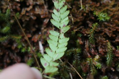 Osmolindsaea odorata