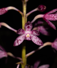 Dipodium campanulatum