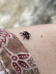 Carrhotus coronatus