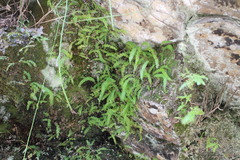 Osmolindsaea odorata