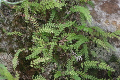 Osmolindsaea odorata