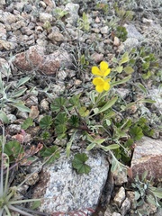Physaria tenella