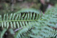 Monachosorum maximowiczii