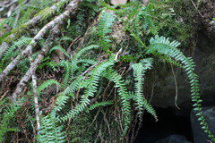 Monachosorum maximowiczii