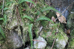 Monachosorum maximowiczii
