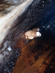 Fungi