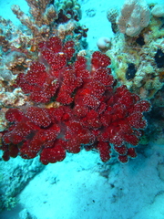 Mycale tenuispiculata