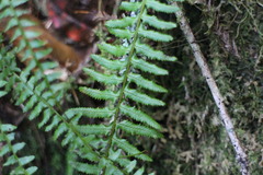 Monachosorum maximowiczii