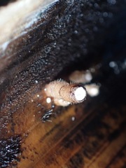 Fungi