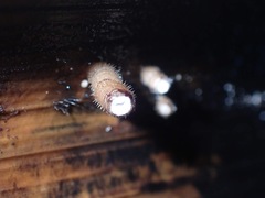 Fungi