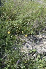 Centaurea orientalis