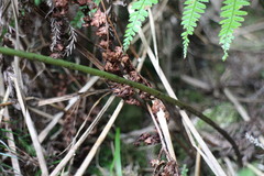 Diplazium kawakamii subglabratum