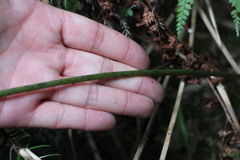 Diplazium kawakamii subglabratum
