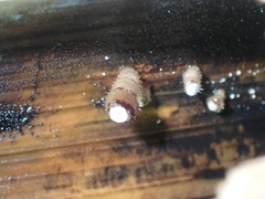 Fungi