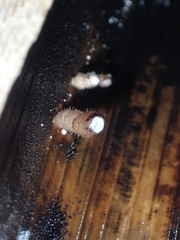 Fungi
