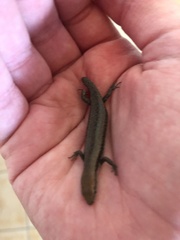 Lampropholis guichenoti