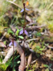 Eriochilus