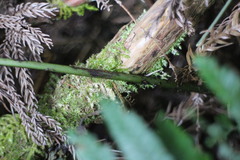 Diplazium kawakamii subglabratum