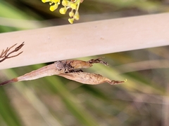 Chalepistes spermophilus