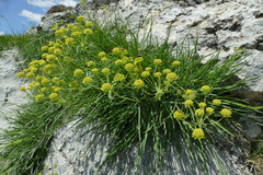 Bupleurum ranunculoides