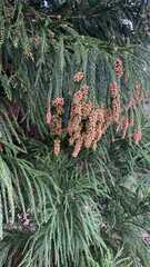Cryptomeria japonica