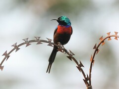 Cinnyris erythrocercus