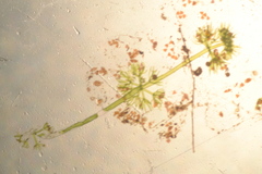 Nitella gelatinifera