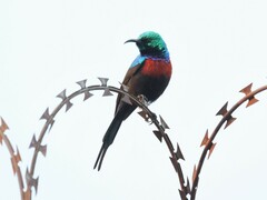 Cinnyris erythrocercus