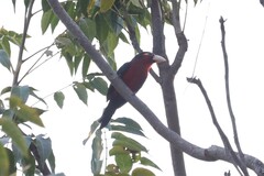 Lybius bidentatus